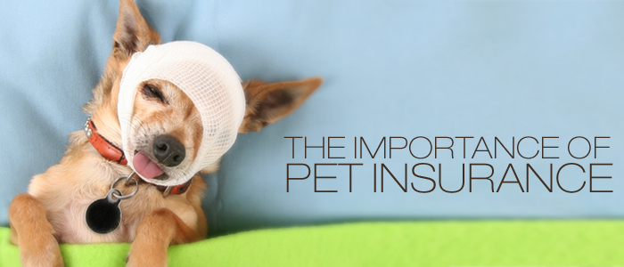 Pet insurance – Do you need it?